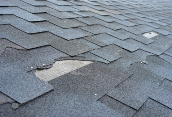 3 Common Growths That Can Harm Your Roof
